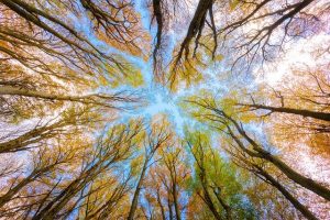 秋