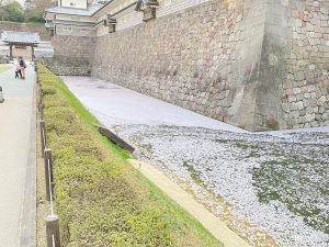 桜で埋め尽くされる